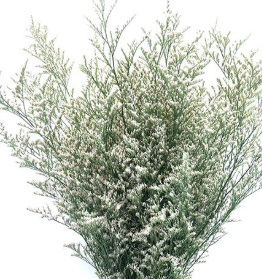 LIMONIUM BRANCO 070 CM