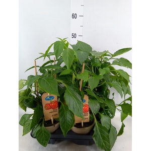 Capsicum annuum   ...paprika