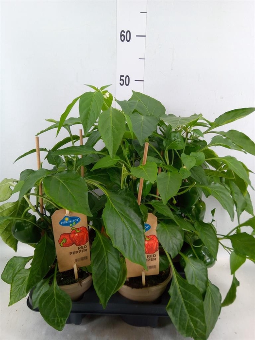 <h4>Capsicum annuum   ...paprika</h4>