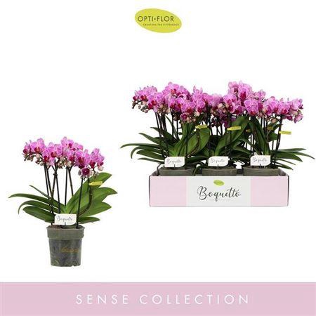 <h4>Phal Boquetto Delight 5 Spike</h4>