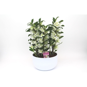 Dendrobium Nobilé, Apollon '6-tak Scale'