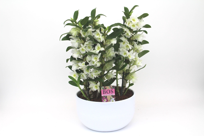 <h4>Dendrobium Nobilé, Apollon '6-tak Scale'</h4>