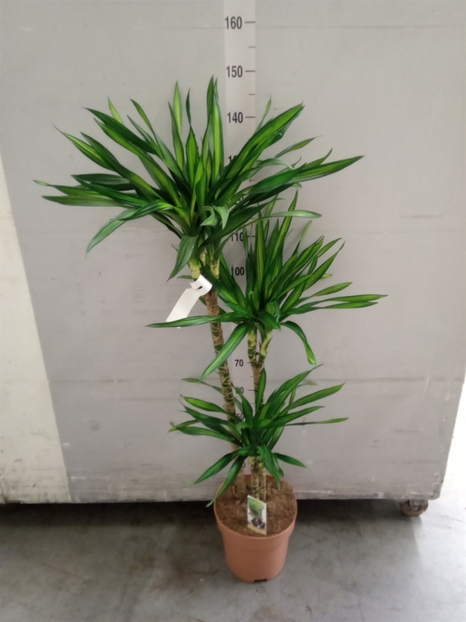 <h4>Dracaena frag. 'Riki'</h4>