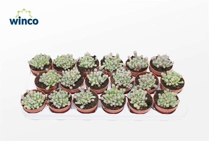 Fenestraria Aurantiaca