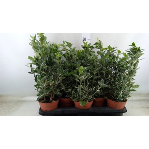 Euonymus fortunei 'Silver Queen'