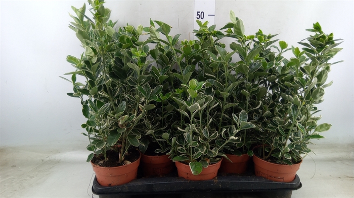<h4>Euonymus fortunei 'Silver Queen'</h4>