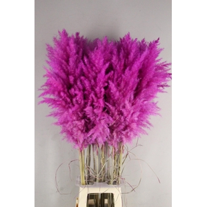 DF Pampas 115cm Purple