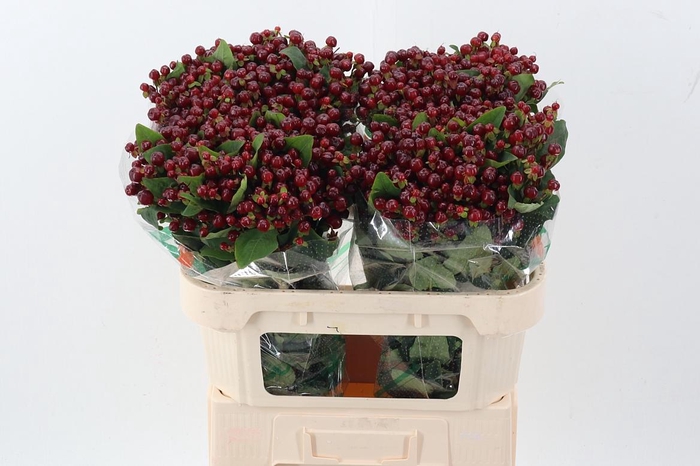 <h4>Hyp Mag Cherry</h4>