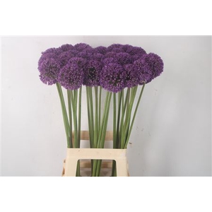 Allium Ambassador