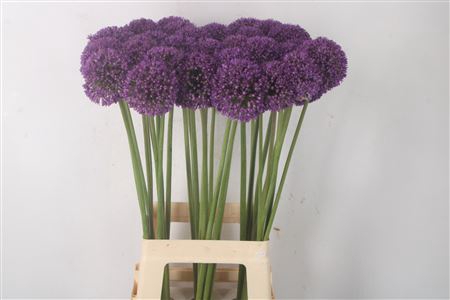 <h4>Allium Ambassador</h4>