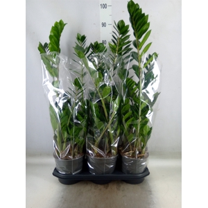 Zamioculcas zamiifolia
