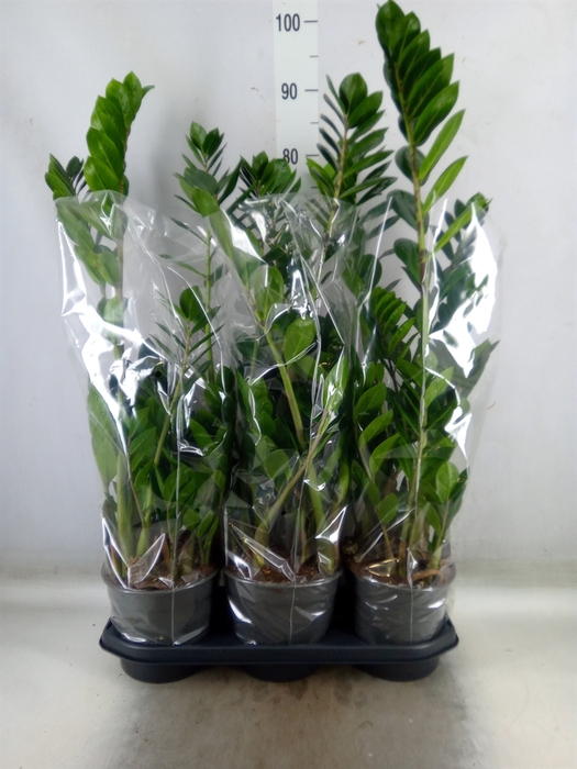<h4>Zamioculcas zamiifolia</h4>