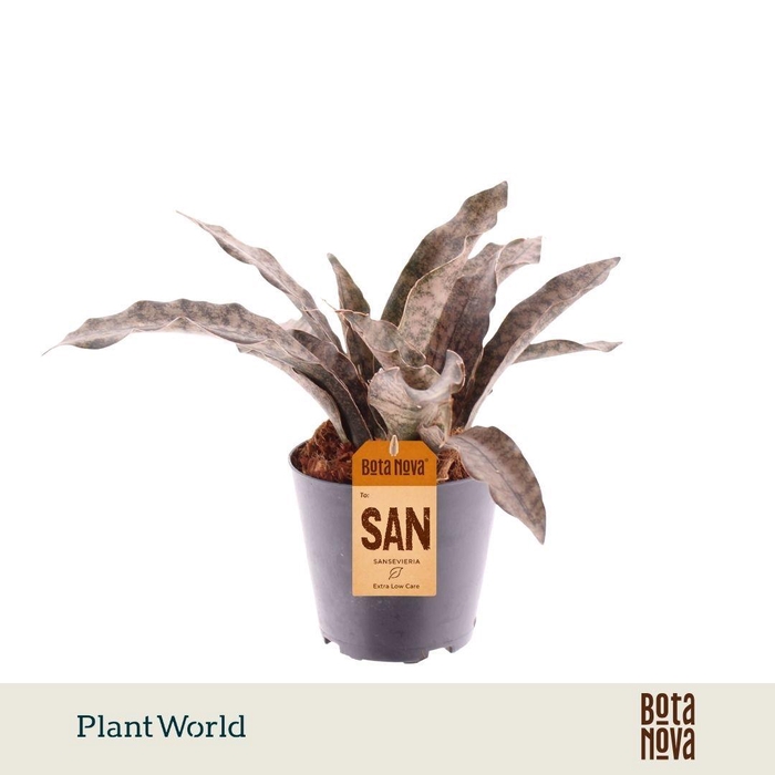 <h4>Sansevieria Copper Tone</h4>