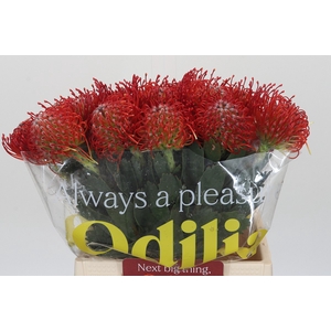Nutans Ayoba Red