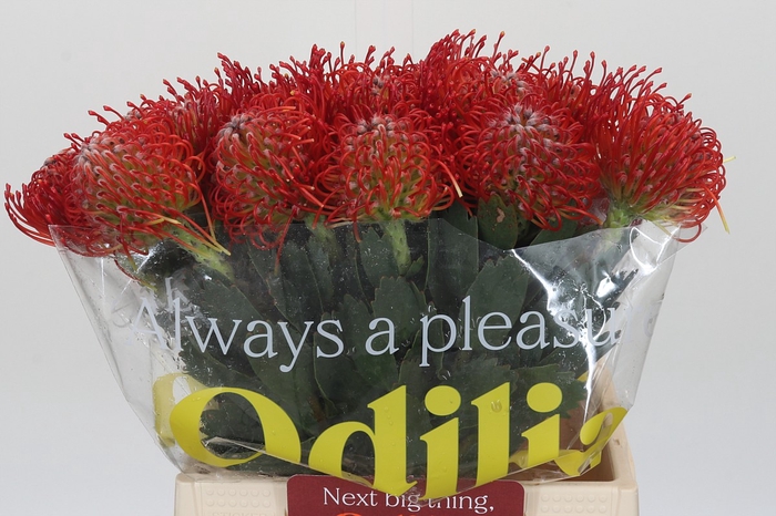 <h4>Nutans Ayoba Red</h4>