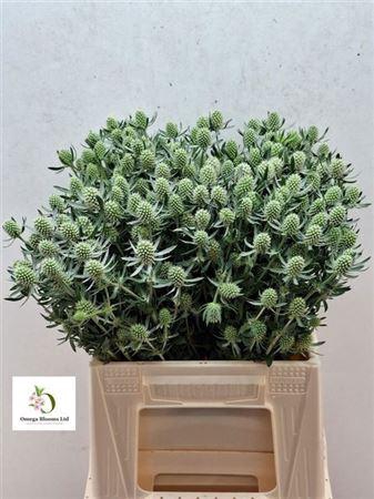 Eryngium White Glitter