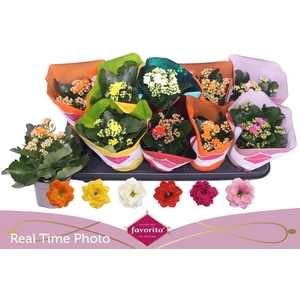 KALAN CALAN MIX PERFECTA