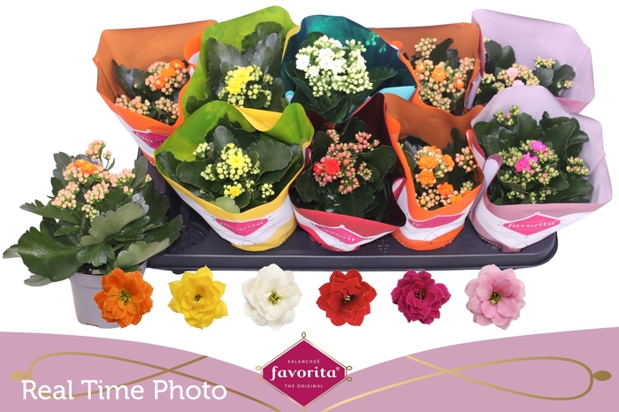 <h4>KAL GE PERF GEM 6 KL</h4>