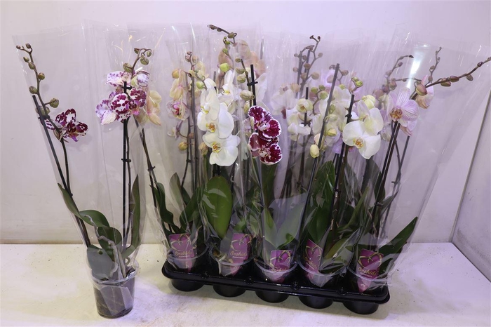 <h4>Phal Gem</h4>