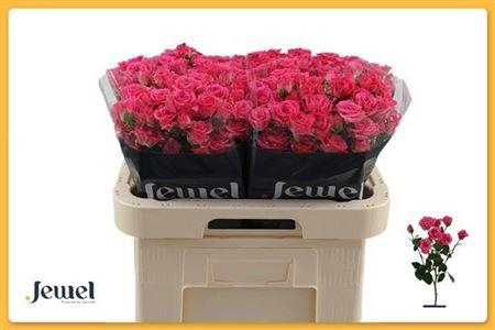 <h4>R Tr Lovely Lydia</h4>