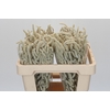 Amaranthus Yearming Desert