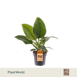 Philodendron Imperial Green