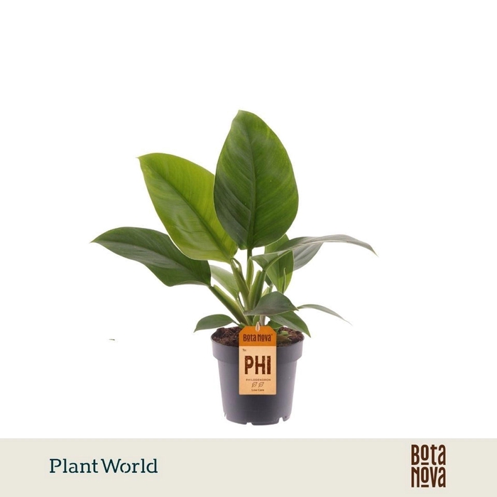 <h4>Philodendron Imperial Green</h4>
