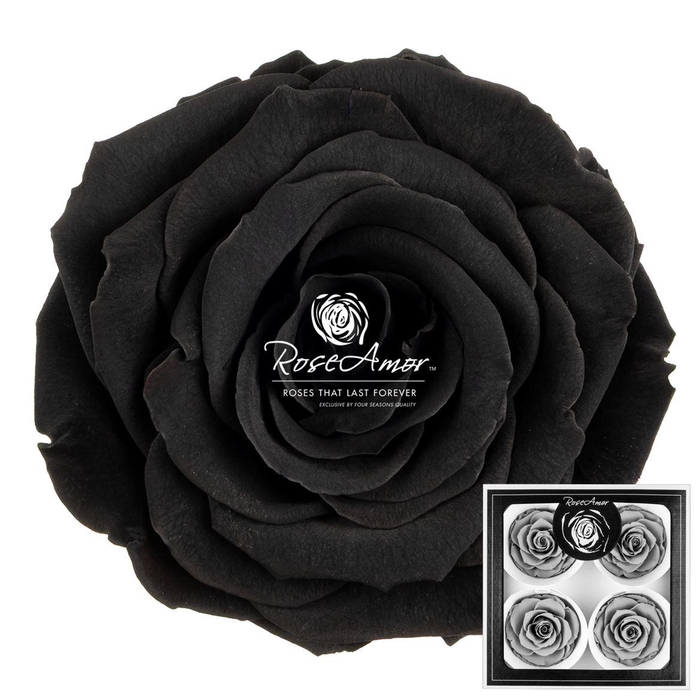 <h4>Bellisima Bla01</h4>