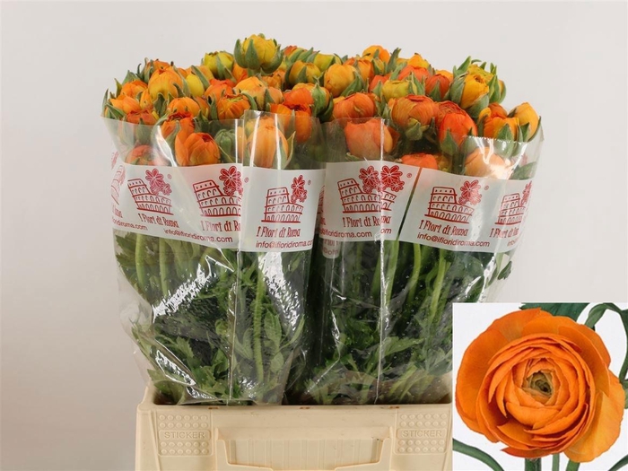 <h4>RAN EL ORANGE</h4>