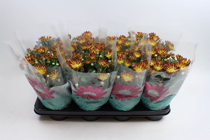 <h4>Chrysanthemum Rainbow Circus</h4>