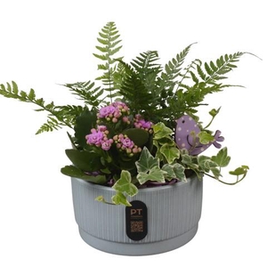 PTIB5114 Arrangementen kamerplanten