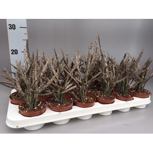 Euphorbia