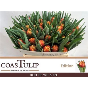 Tu [coas] Du Edition