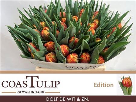 <h4>Tu [coas] Du Edition</h4>