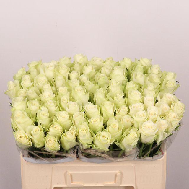 <h4>R Gr Athena</h4>