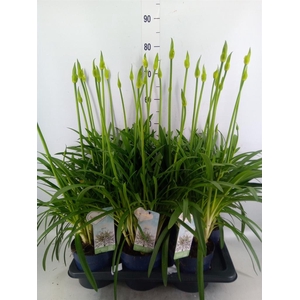 Agapanthus  'Amourette Superb Whit'