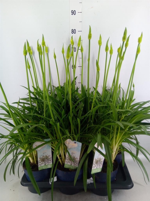 <h4>Agapanthus  'Amourette Superb Whit'</h4>
