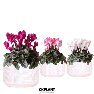 Cyclamen mix in Maze pot white