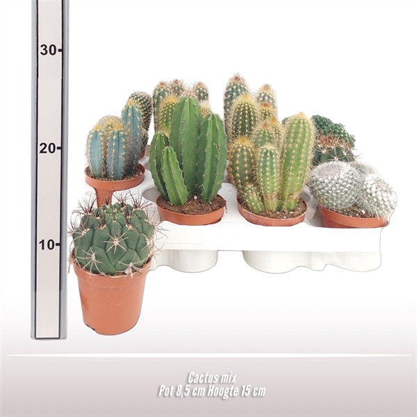 <h4>Cactus gemengd</h4>