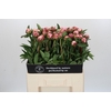 Paeonia Sarah Bernhardt