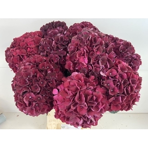 HYDR M MAG DARK RUBY