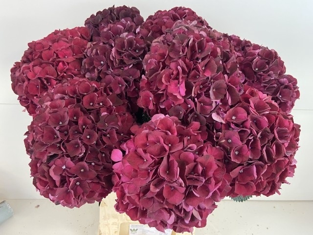 <h4>HYDR M MAG DARK RUBY</h4>