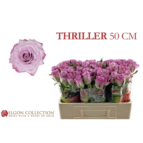 <h4>R Gr Thriller Elgon</h4>