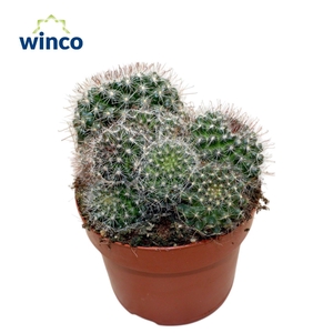 Mammillaria Zeilmaniana