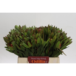 Leucadendron Goldstrike