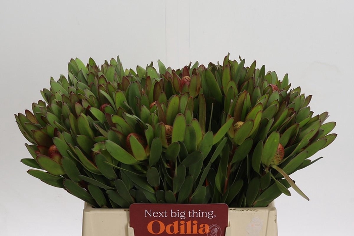 <h4>Leucadendron Goldstrike</h4>