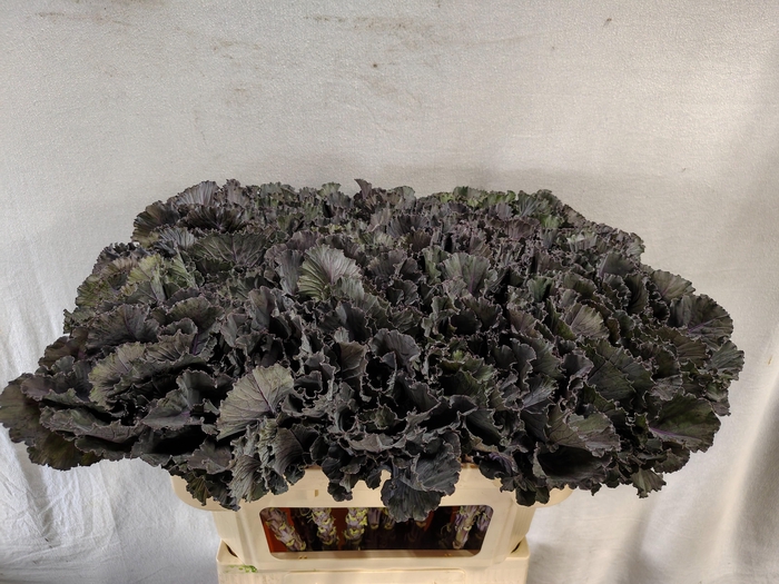 Brass Black Leaf