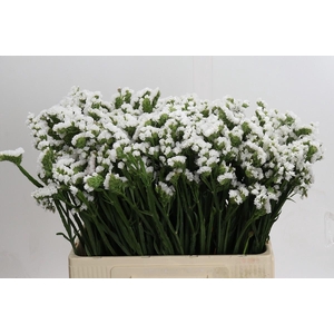 Limonium sinuatum Silvery Sun Birds