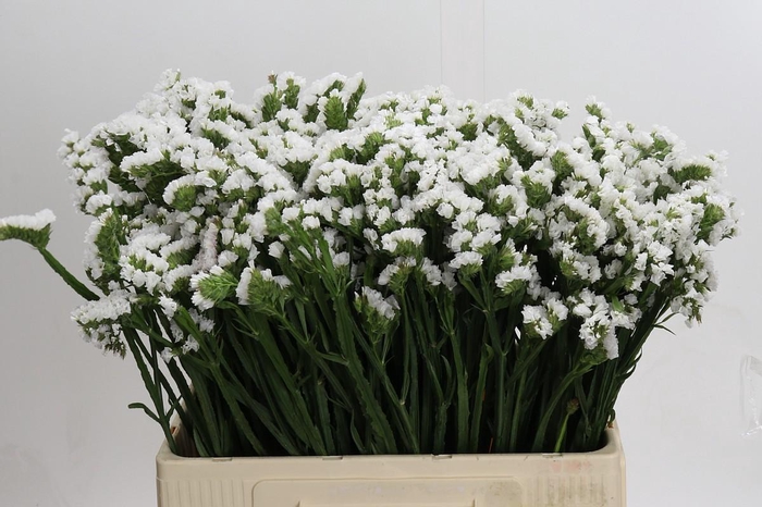 Limonium sinuatum Silvery Sun Birds