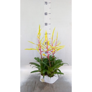 Vriesea   ...
